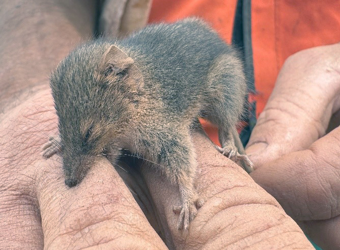 Protecting our small mammals and reptiles